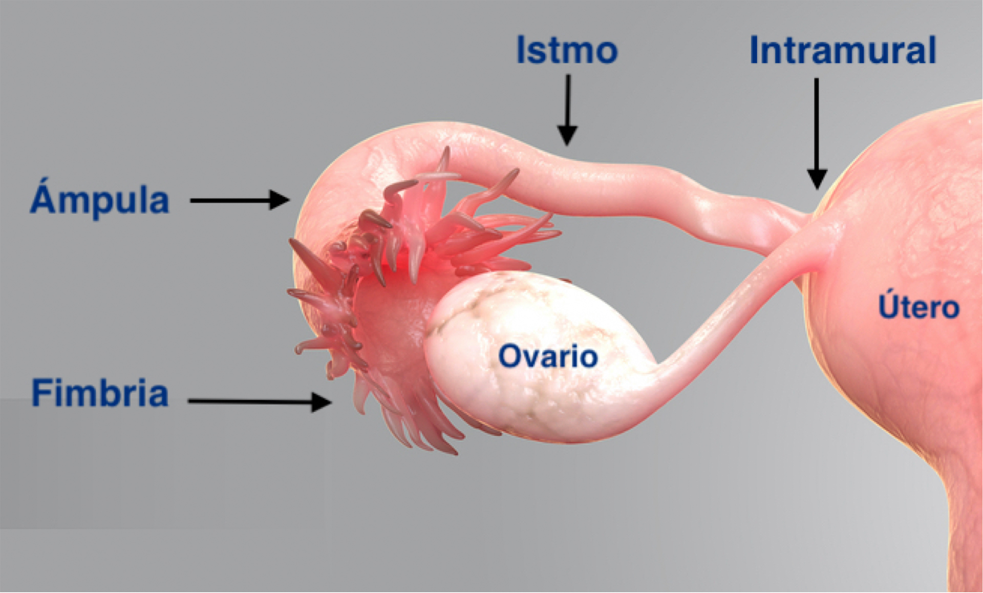 Anatom a De Las Trompas Uterinas tero Wikiwand